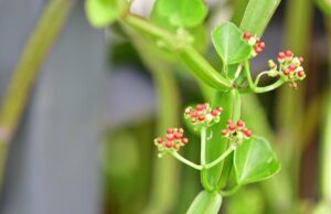 วิธีรักษาริดสีดวงด้วยตัวเอง ทั้งแผนปัจจุบันและแผนทางเลือก