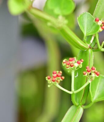 วิธีรักษาริดสีดวงด้วยตัวเอง ทั้งแผนปัจจุบันและแผนทางเลือก