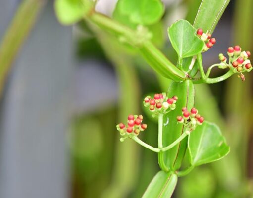 วิธีรักษาริดสีดวงด้วยตัวเอง ทั้งแผนปัจจุบันและแผนทางเลือก