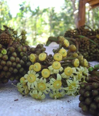 ต้างหลวง