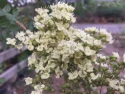 เทียนกิ่ง สรรพคุณและประโยชน์ของต้นเทียนกิ่ง 24 ข้อ ! (เฮนน่า)