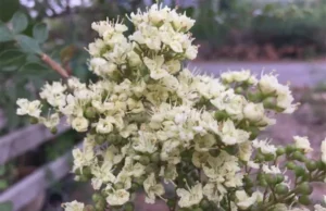 เทียนกิ่ง สรรพคุณและประโยชน์ของต้นเทียนกิ่ง 24 ข้อ ! (เฮนน่า)