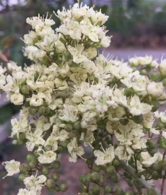 เทียนกิ่ง สรรพคุณและประโยชน์ของต้นเทียนกิ่ง 24 ข้อ ! (เฮนน่า)