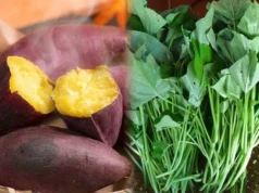 “ผักอายุยืน” กำละไม่กี่บาท! ช่วยล้างลำไส้-บำรุงกระเพาะ-กระตุ้นภูมิ ยาดีที่ยังถูกมองข้าม