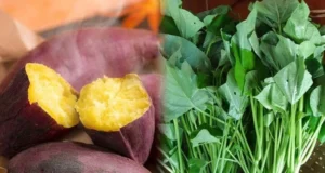 “ผักอายุยืน” กำละไม่กี่บาท! ช่วยล้างลำไส้-บำรุงกระเพาะ-กระตุ้นภูมิ ยาดีที่ยังถูกมองข้าม