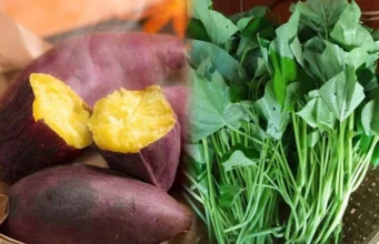 “ผักอายุยืน” กำละไม่กี่บาท! ช่วยล้างลำไส้-บำรุงกระเพาะ-กระตุ้นภูมิ ยาดีที่ยังถูกมองข้าม