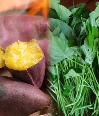 “ผักอายุยืน” กำละไม่กี่บาท! ช่วยล้างลำไส้-บำรุงกระเพาะ-กระตุ้นภูมิ ยาดีที่ยังถูกมองข้าม