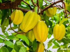 มะเฟือง สรรพคุณและประโยชน์ของมะเฟือง