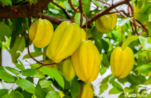 มะเฟือง สรรพคุณและประโยชน์ของมะเฟือง