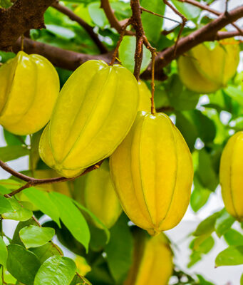 มะเฟือง สรรพคุณและประโยชน์ของมะเฟือง