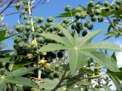 ละหุ่ง สรรพคุณและประโยชน์ของละหุ่ง(น้ำมันละหุ่ง)