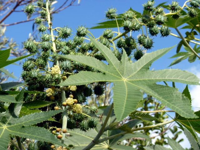 31948860_1909423315795234_3524351533468614656_n