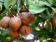 มะพอก สรรพคุณและประโยชน์ของต้นมะพอก 8 ข้อ !