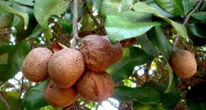 มะพอก สรรพคุณและประโยชน์ของต้นมะพอก 8 ข้อ !