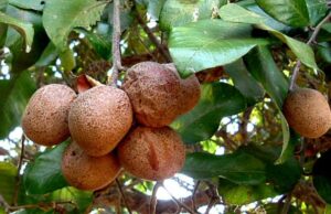 มะพอก สรรพคุณและประโยชน์ของต้นมะพอก 8 ข้อ !