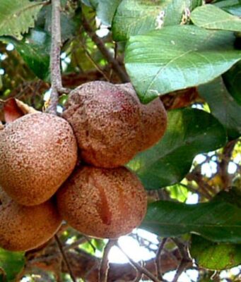 มะพอก สรรพคุณและประโยชน์ของต้นมะพอก 8 ข้อ !