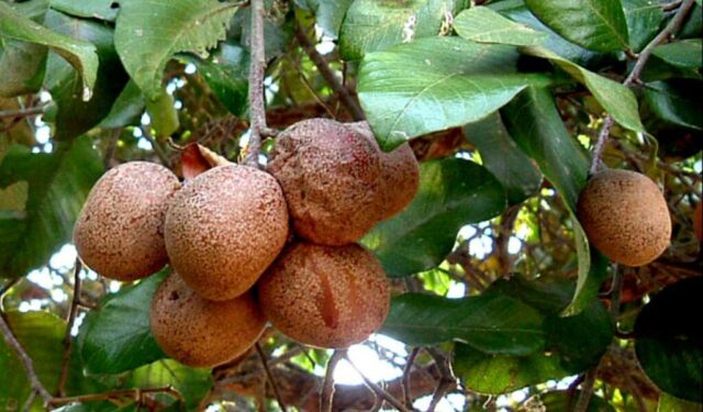 492491771_2846913335516876_7556815303434358224_n