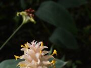 ผักพื้นบ้านไทย 8 ชนิดที่กำลังจะสูญพันธุ์ แต่ละชื่อคุ้นๆ ไหม?