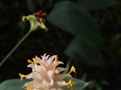 ผักพื้นบ้านไทย 8 ชนิดที่กำลังจะสูญพันธุ์ แต่ละชื่อคุ้นๆ ไหม?