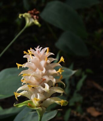 ผักพื้นบ้านไทย 8 ชนิดที่กำลังจะสูญพันธุ์ แต่ละชื่อคุ้นๆ ไหม?