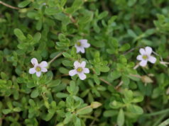 พรมมิ สมุนไพรพื้นบ้านบำรุงสมองที่รักคนสุขภาพไม่ควรมองข้าม