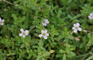 พรมมิ สมุนไพรพื้นบ้านบำรุงสมองที่รักคนสุขภาพไม่ควรมองข้าม