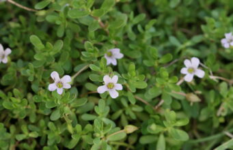 พรมมิ สมุนไพรพื้นบ้านบำรุงสมองที่รักคนสุขภาพไม่ควรมองข้าม