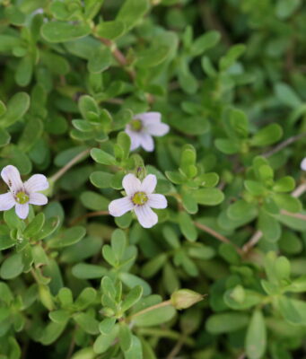 พรมมิ สมุนไพรพื้นบ้านบำรุงสมองที่รักคนสุขภาพไม่ควรมองข้าม