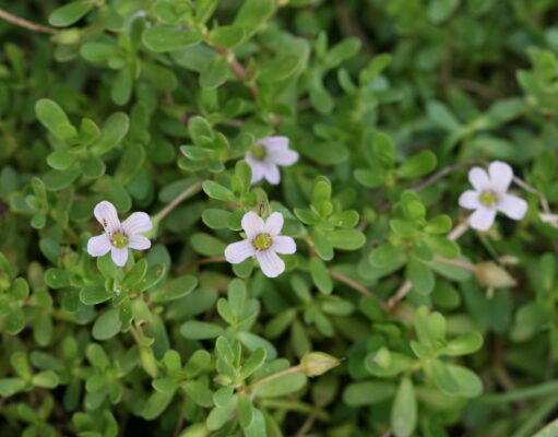 พรมมิ สมุนไพรพื้นบ้านบำรุงสมองที่รักคนสุขภาพไม่ควรมองข้าม