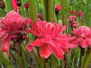 พืชสมุนไพรน่าปลูกของคนอยากมีผิวพรรณสวย