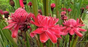 พืชสมุนไพรน่าปลูกของคนอยากมีผิวพรรณสวย