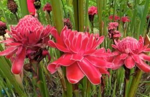 พืชสมุนไพรน่าปลูกของคนอยากมีผิวพรรณสวย