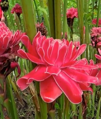 พืชสมุนไพรน่าปลูกของคนอยากมีผิวพรรณสวย