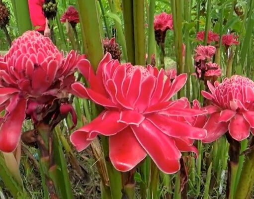 พืชสมุนไพรน่าปลูกของคนอยากมีผิวพรรณสวย