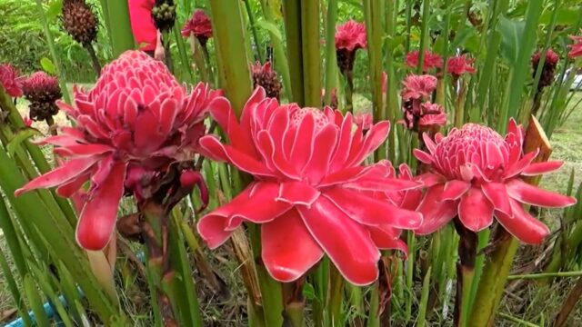 dFQROr7oWzulq5FZUIUGjtB9oCpi7FEcJYYtpOZYAgvOFnr9XT4T4X8MwugSj0IIocM