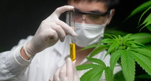 ประโยชน์ของกัญชาคืออะไร มีอะไรบ้างที่เราควรรู้ก่อนใช้?