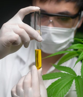 ประโยชน์ของกัญชาคืออะไร มีอะไรบ้างที่เราควรรู้ก่อนใช้?