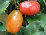 สมุนไพรบางชนิดมีพิษให้ระวัง