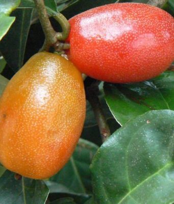 สมุนไพรบางชนิดมีพิษให้ระวัง