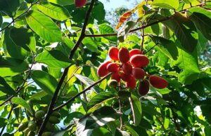 ทำความรู้จัก “กล้วยเปรี้ยว” (บักผีผ่วน) ผลไม้ป่าสีสด รสเปรี้ยวอมหวาน