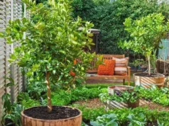 ไอเดียการปลูกและ การจัดสวนสมุนไพร