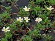 แพงพวยน้ำ สรรพคุณและประโยชน์ของผักแพงพวยน้ำ 22 ข้อ