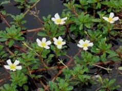 แพงพวยน้ำ สรรพคุณและประโยชน์ของผักแพงพวยน้ำ 22 ข้อ