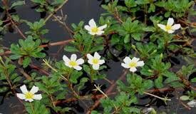 แพงพวยน้ำ สรรพคุณและประโยชน์ของผักแพงพวยน้ำ 22 ข้อ