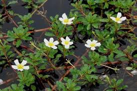 แพงพวยน้ำ สรรพคุณและประโยชน์ของผักแพงพวยน้ำ 22 ข้อ