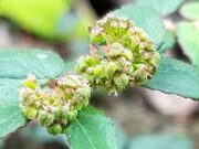 น้ำนมราชสีห์ สรรพคุณและประโยชน์ของน้ำนมราชสีห์