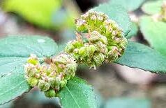 น้ำนมราชสีห์ สรรพคุณและประโยชน์ของน้ำนมราชสีห์