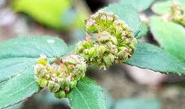 น้ำนมราชสีห์ สรรพคุณและประโยชน์ของน้ำนมราชสีห์