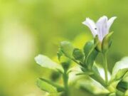 แนะสมุนไพรพื้นบ้าน 2 ชนิด ช่วยป้องกันการเกิดโรคอัลไซเมอร์ในอนาคต