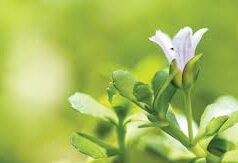 แนะสมุนไพรพื้นบ้าน 2 ชนิด ช่วยป้องกันการเกิดโรคอัลไซเมอร์ในอนาคต